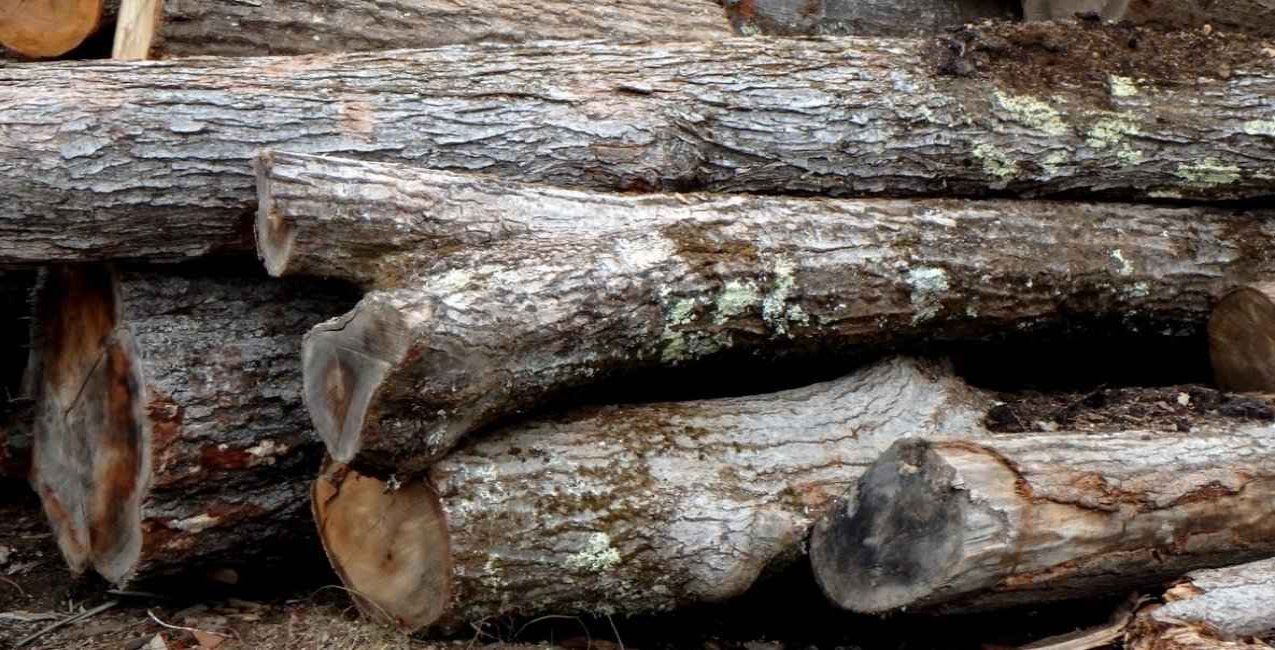 logs